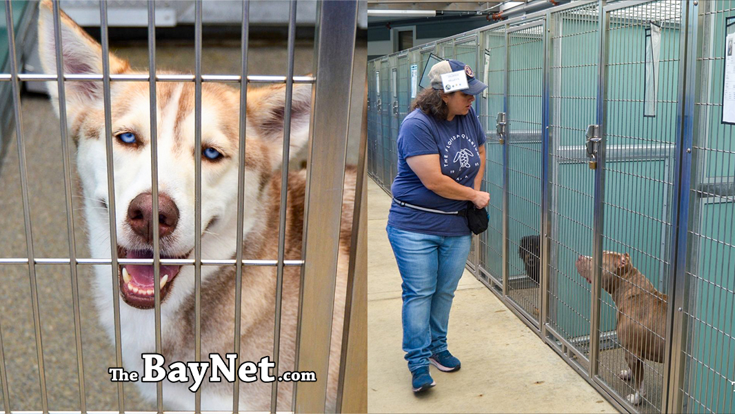 Maryland Shelter Launches New Volunteer Program for Animals