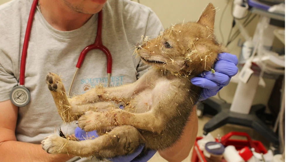 Cactus-Covered Coyote Pup Rescued in Arizona