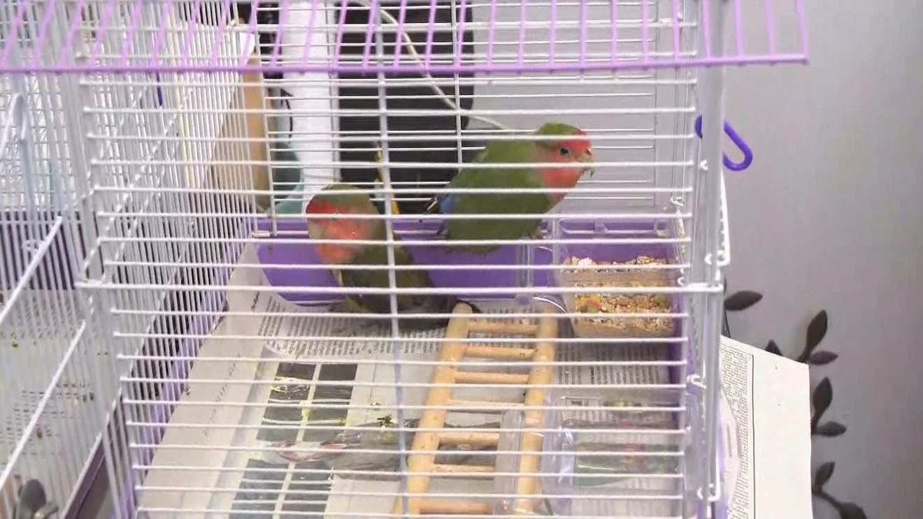 Rhode Island Rescue Saves 71 Parrots from Freezing Barn