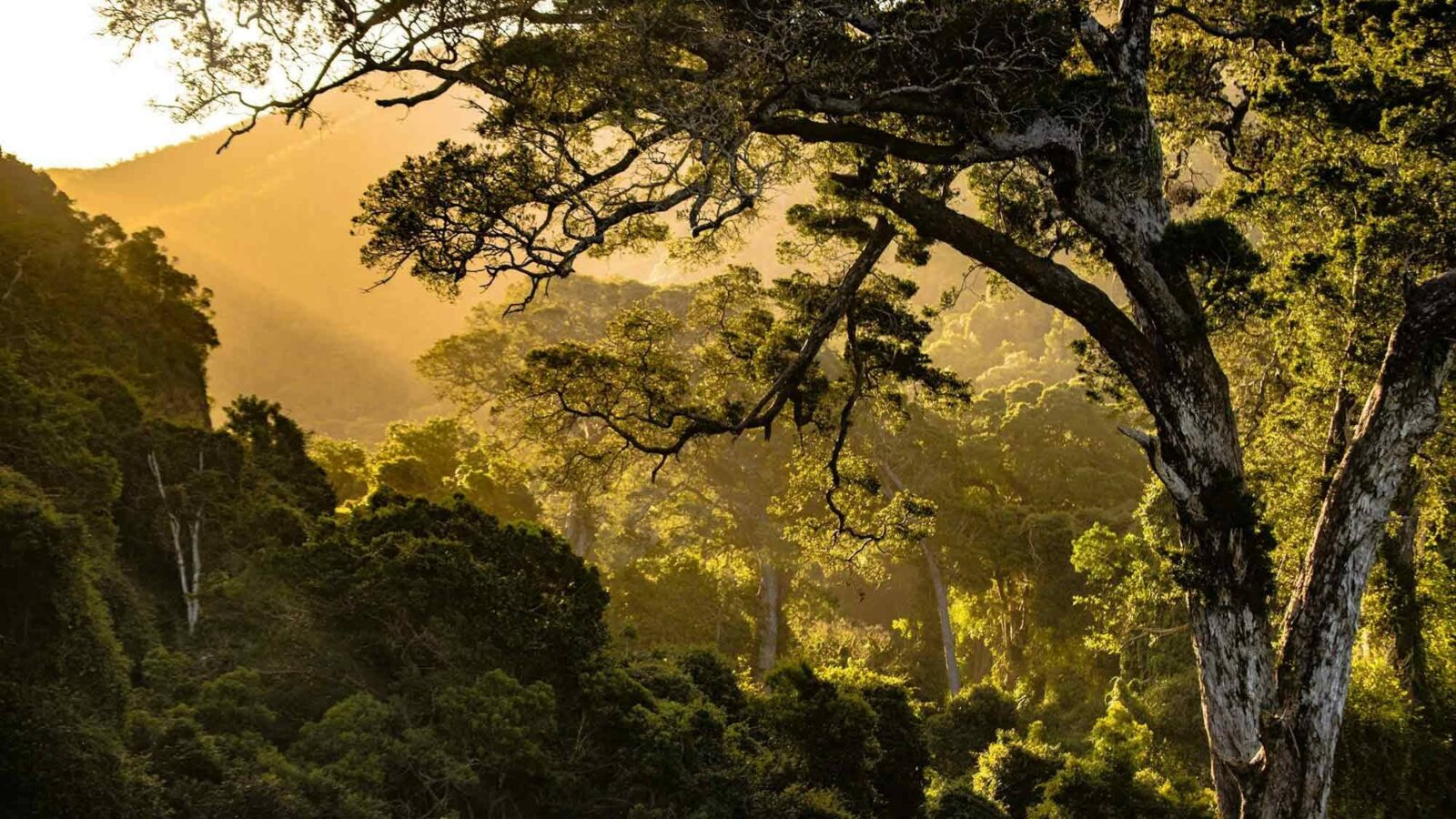 Smart Tree Planting Cools Earth 2X Better Than Mass Planting