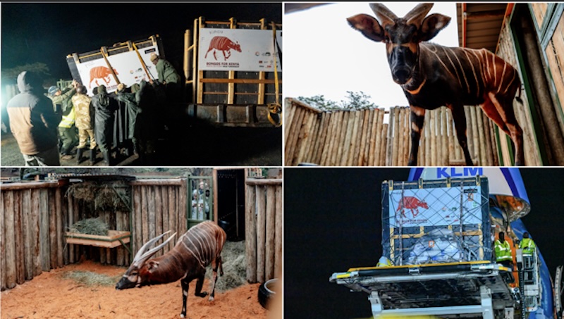 4 Rare Bongos Fly 4,000 Miles to Save Their Species