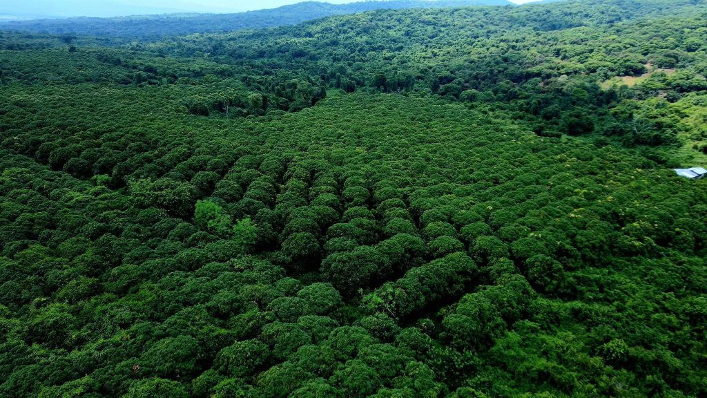 Ethiopia Plants 824-Hectare Mango Farm for Export Growth