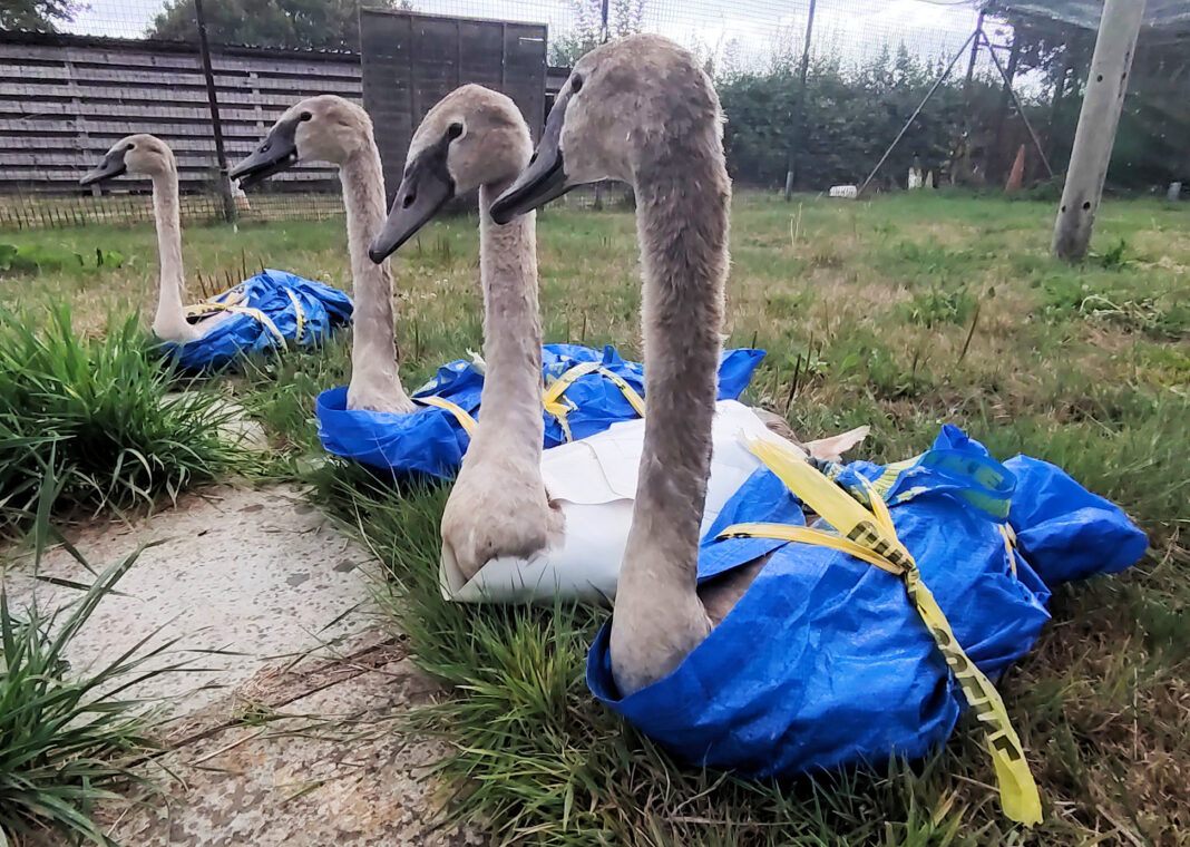 Seven young white swans swimming together in a lake after rescue and family reunion