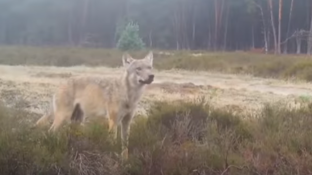Netherlands: Wolves Coexist With Farms, Tourism Thrives