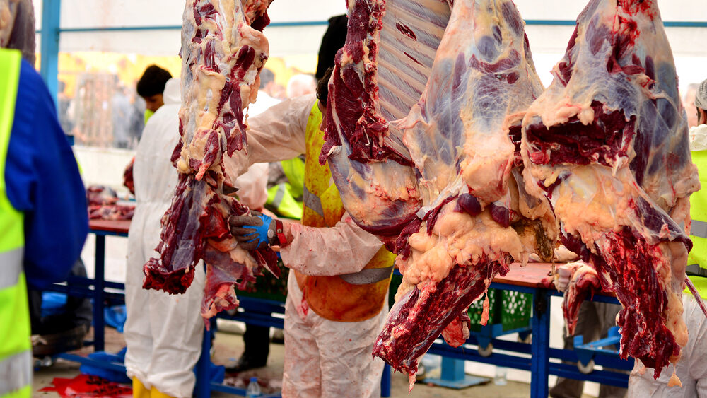 Netherlands Moves to Ban Cruelest Animal Slaughter Methods