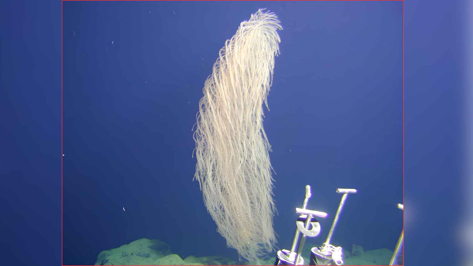 Scientists Discover 'Chewbacca' Coral in Deep Pacific