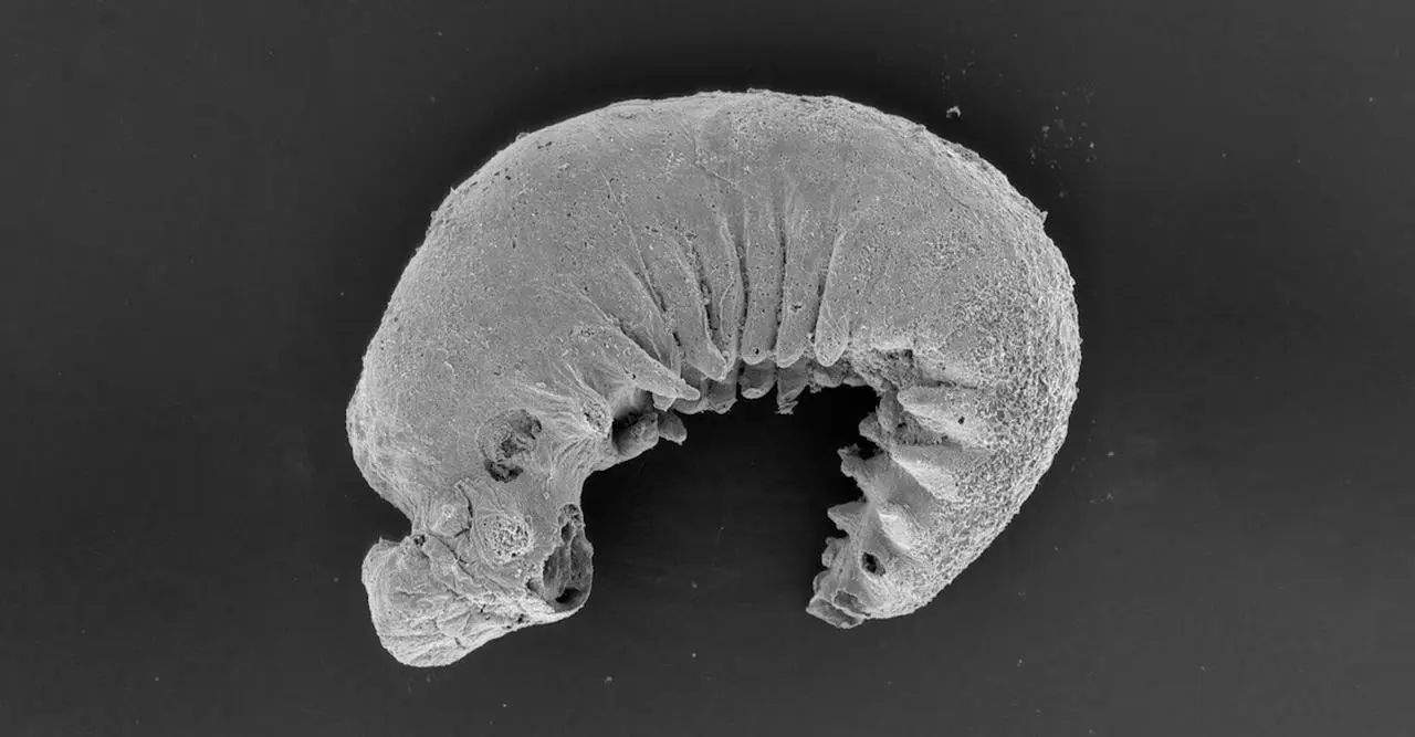 500-Million-Year-Old Brain Reveals Arthropod Origins