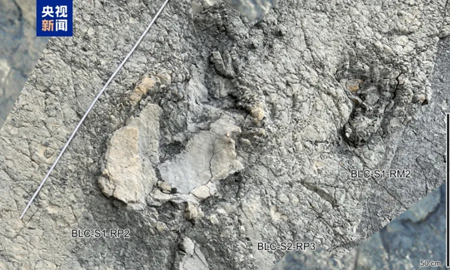 China Discovers Largest Sauropod Footprint Site in Ningxia