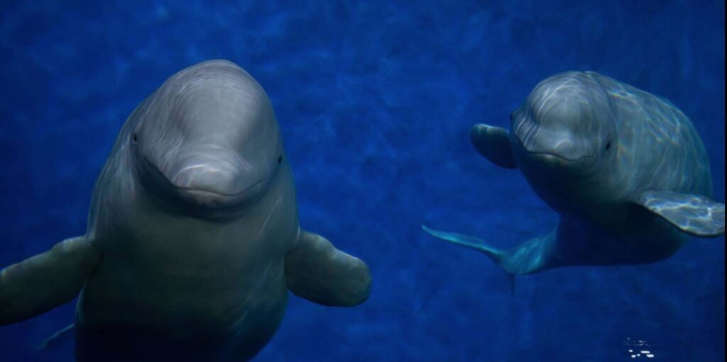 30 Beluga Whales Rescued From Shuttered Theme Park - Image 2