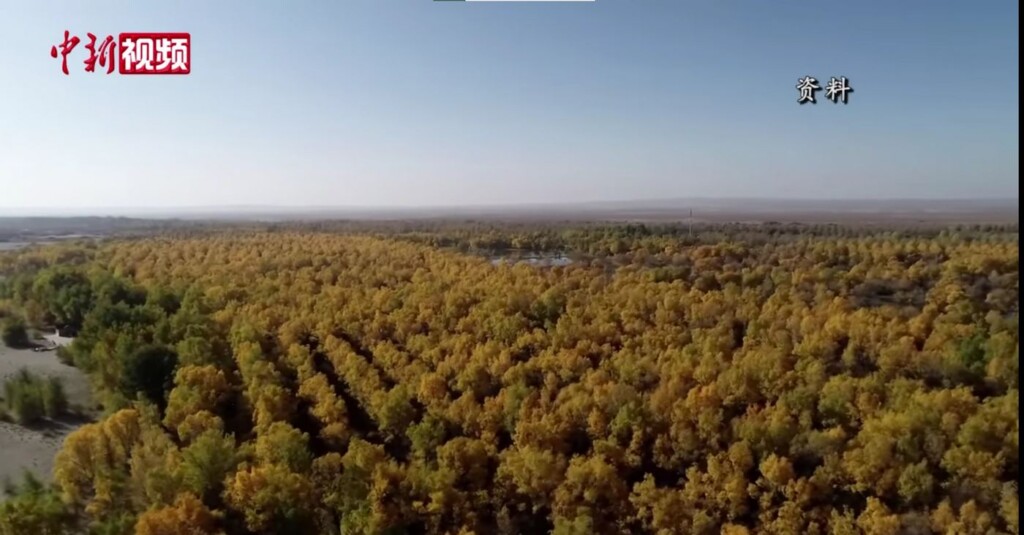China Plants 66B Trees, Turns Desert Into Carbon Sink - Image 2