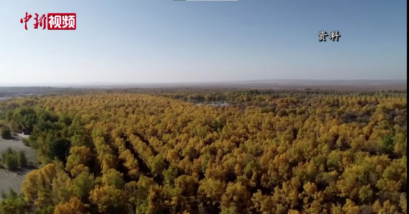 Aerial view of green forest belt surrounding tan desert landscape in China's Taklamakan region