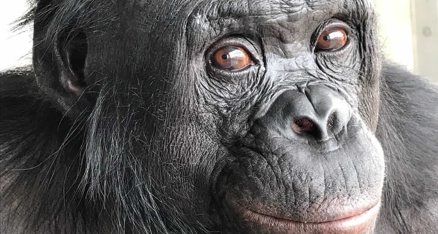 Bonobo Named Kanzi Proves Apes Can Imagine and Pretend