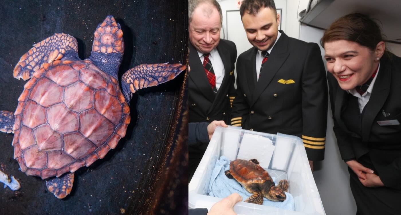Loggerhead sea turtle named Crush traveling in carrier on Loganair flight to recovery center
