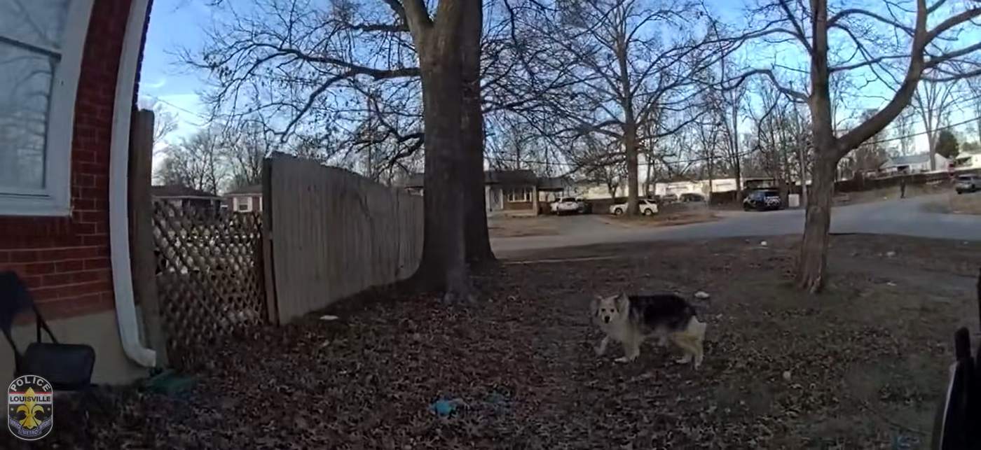 Mystery Dog Leads Kentucky Police to Missing 3-Year-Old