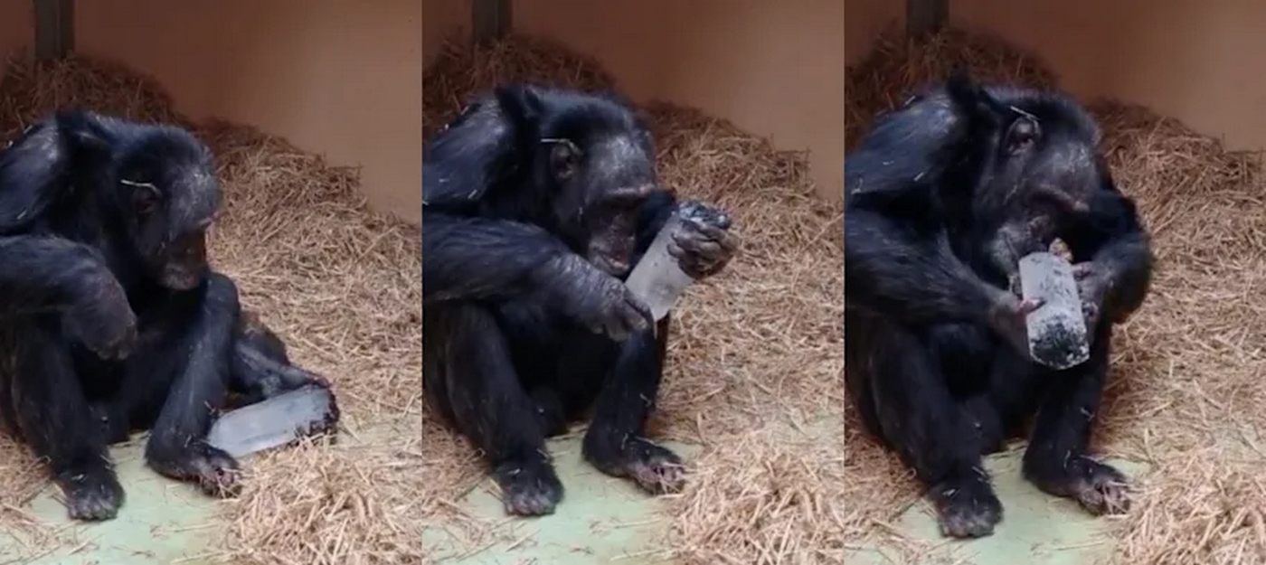 Chimps Hoard Crystals Like Treasure, Scientists Amazed