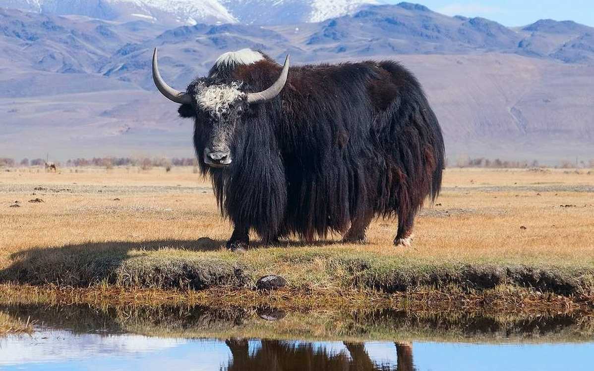 Yak Gene Repairs Nerve Damage in MS Mice Study