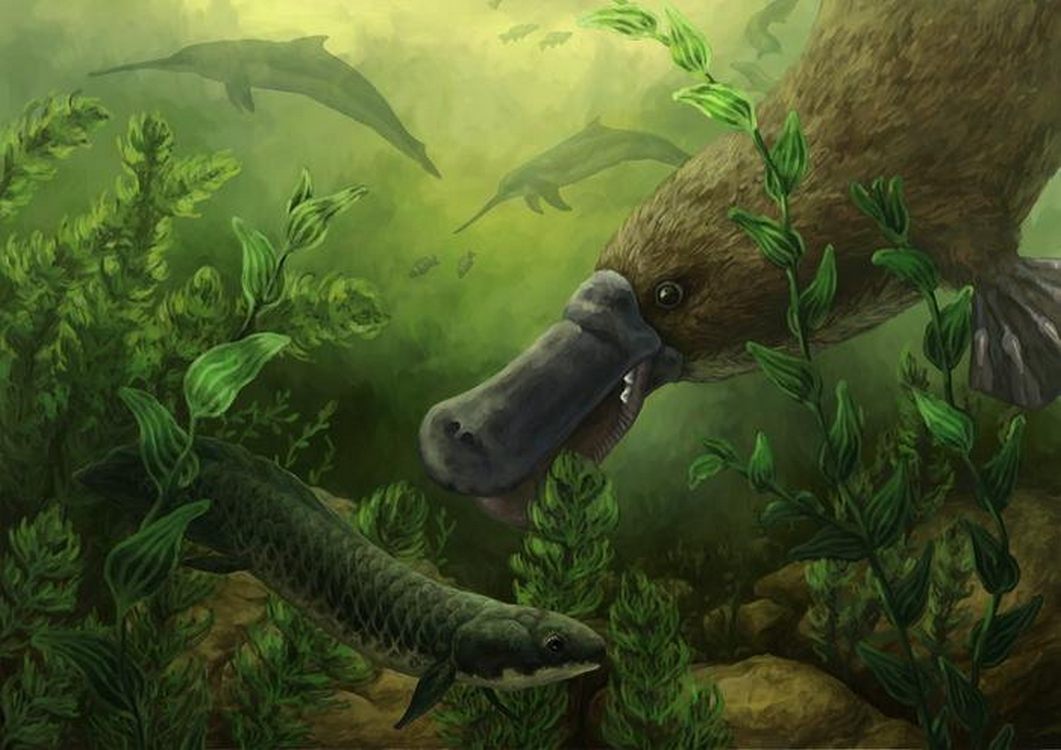 Toothed Platypus Swam with Dolphins 25 Million Years Ago