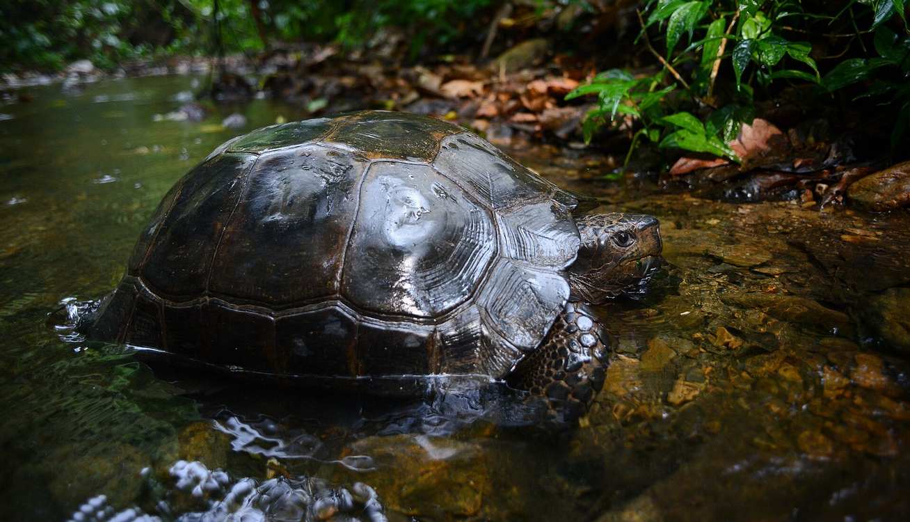 Nagaland Turns Tortoise Hunters Into Conservation Heroes