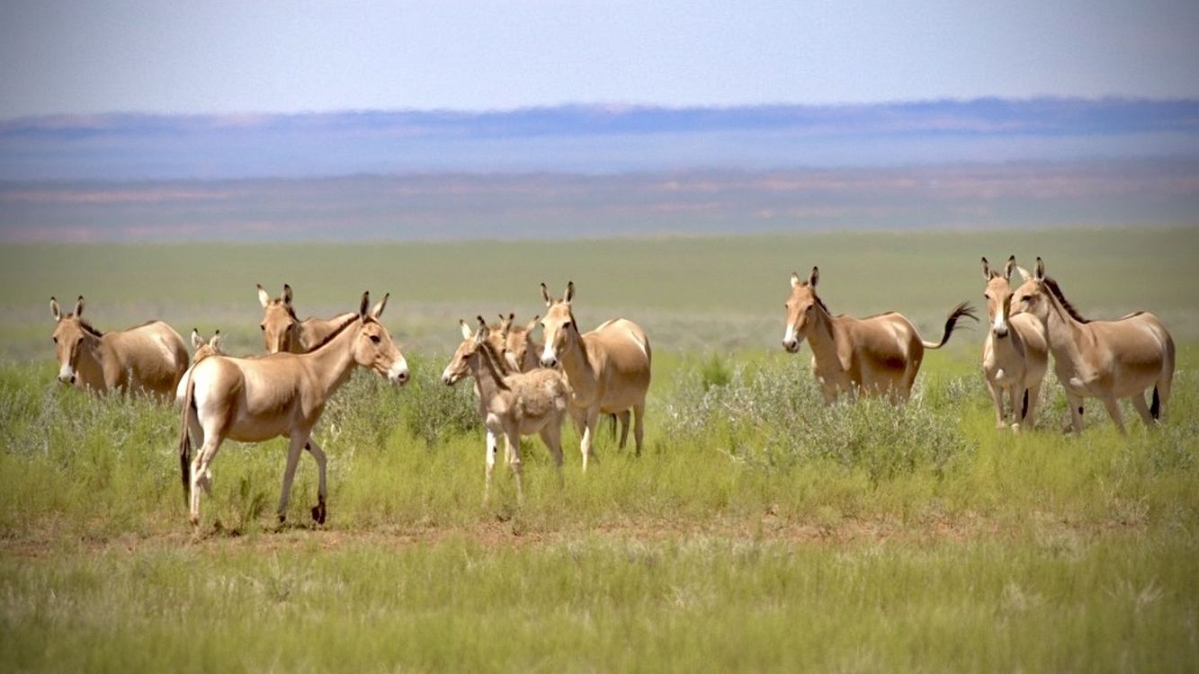 Asiatic wild ass herd grazing on the open Mongolian steppe grasslands