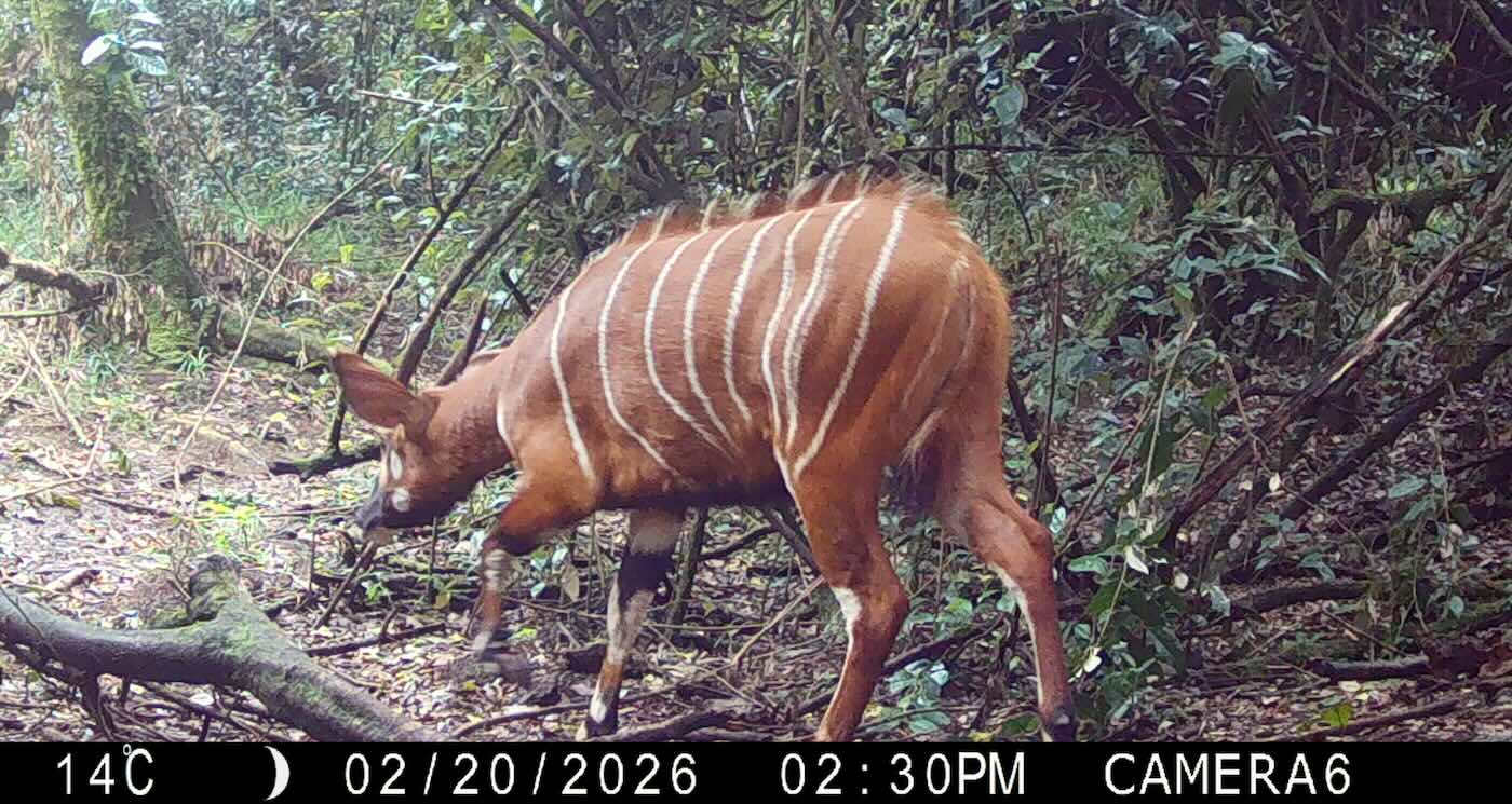 Rare Bongos Return to Kenya Forest After Years Missing