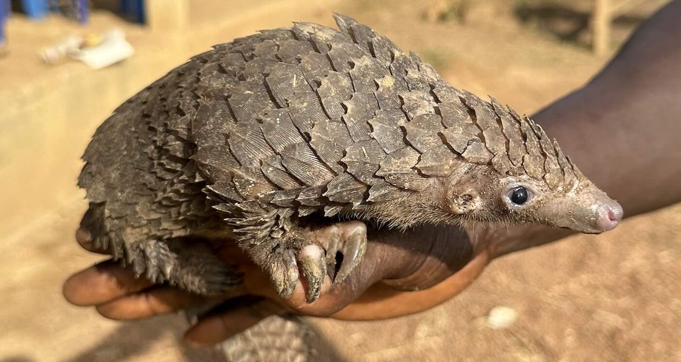 DNA Tracing Pinpoints Pangolin Poaching Hotspots