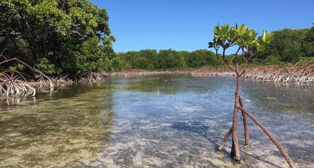 Mangrove Forests Rebound After Decades of Global Loss - Image 2