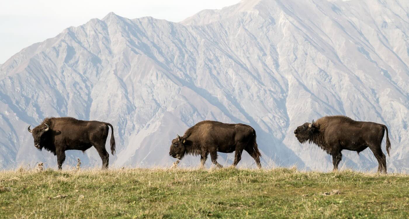 Azerbaijan Grows Bison Herd From 12 to 37 in 7 Years