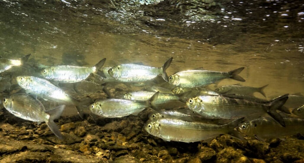Maine Counts 20 Million River Herring in Historic Comeback - Image 2