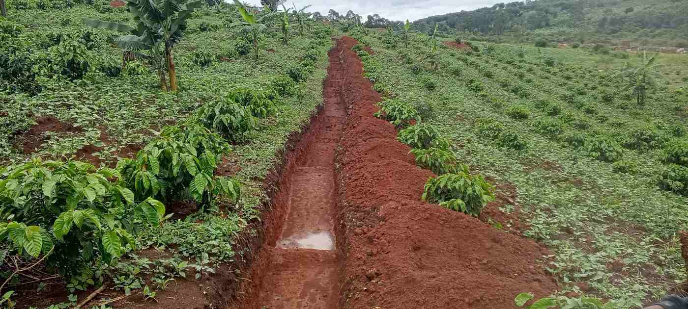 Green cover crops growing between rows of coffee plants on demonstration farm in Uganda