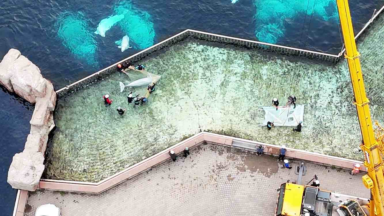 4 Beluga Whales Rescued From Abusive Park Arrive in Chicago