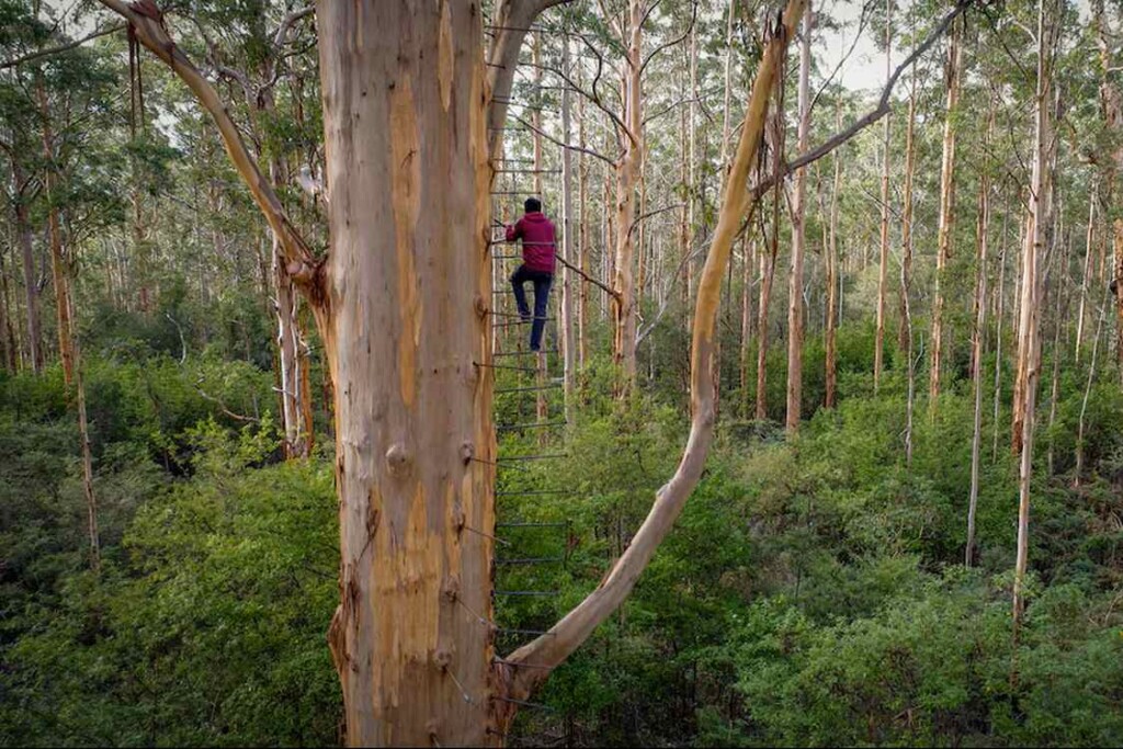 Australia's 250-Year-Old Gloucester Tree Reopens to Climbers - Image 2