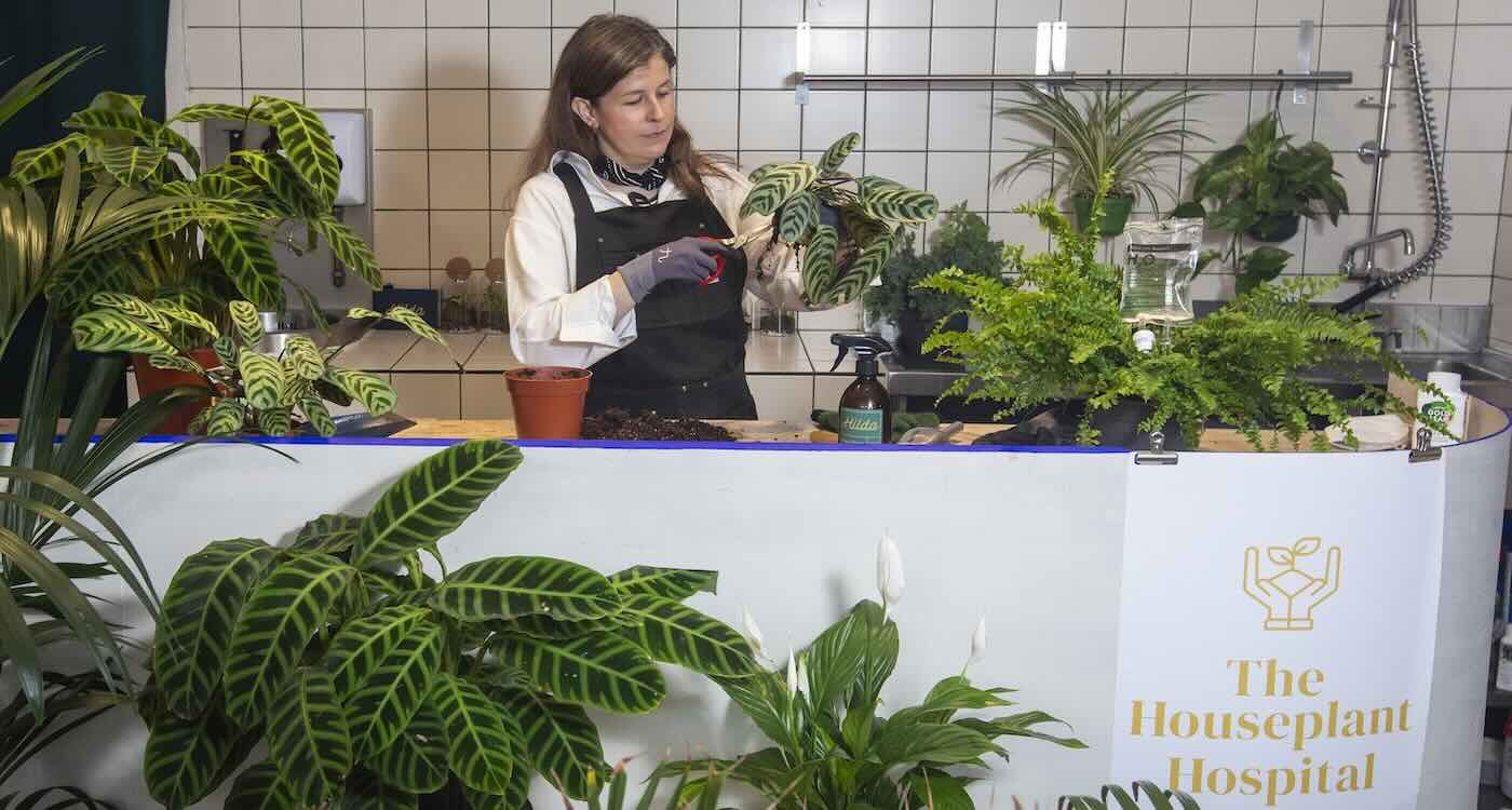 Edinburgh Opens UK's First Houseplant Hospital - Image 2