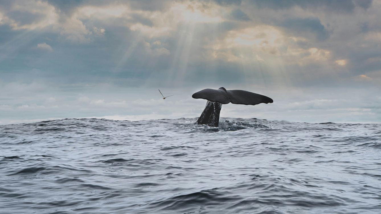 Brazil's Humpback Whales Surge 27-Fold Since 1986