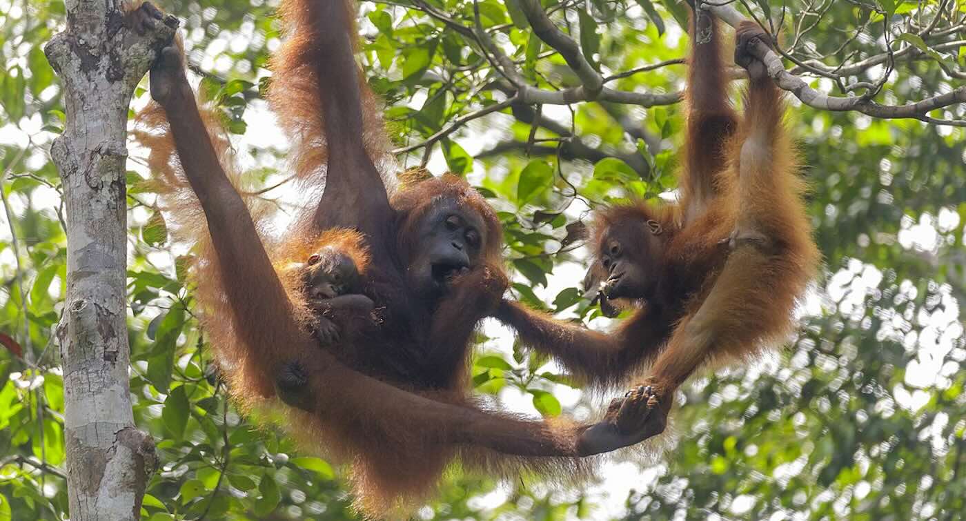 Rescued Orangutans Birth 10 Babies in Indonesian Forest