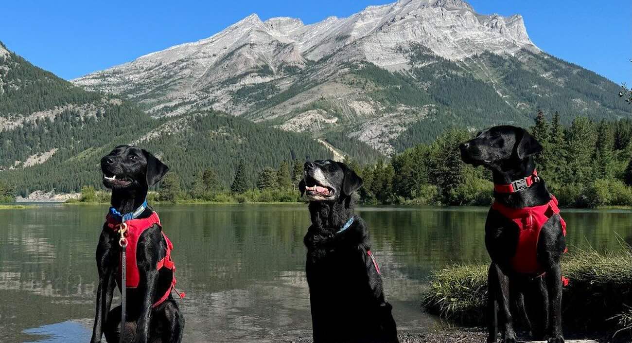 Alberta's Detection Dogs Protect Rivers from Invasive Mussels