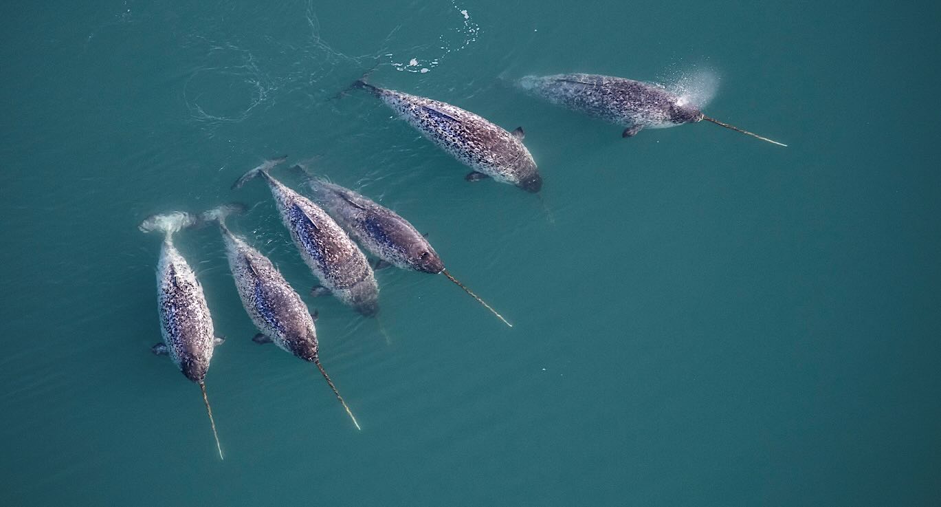 Narwhals swimming in Arctic waters showing their distinctive long spiral tusks