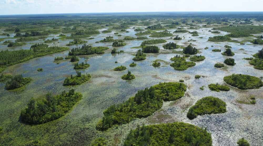Georgia's Okefenokee Swamp Joins UNESCO World Heritage List