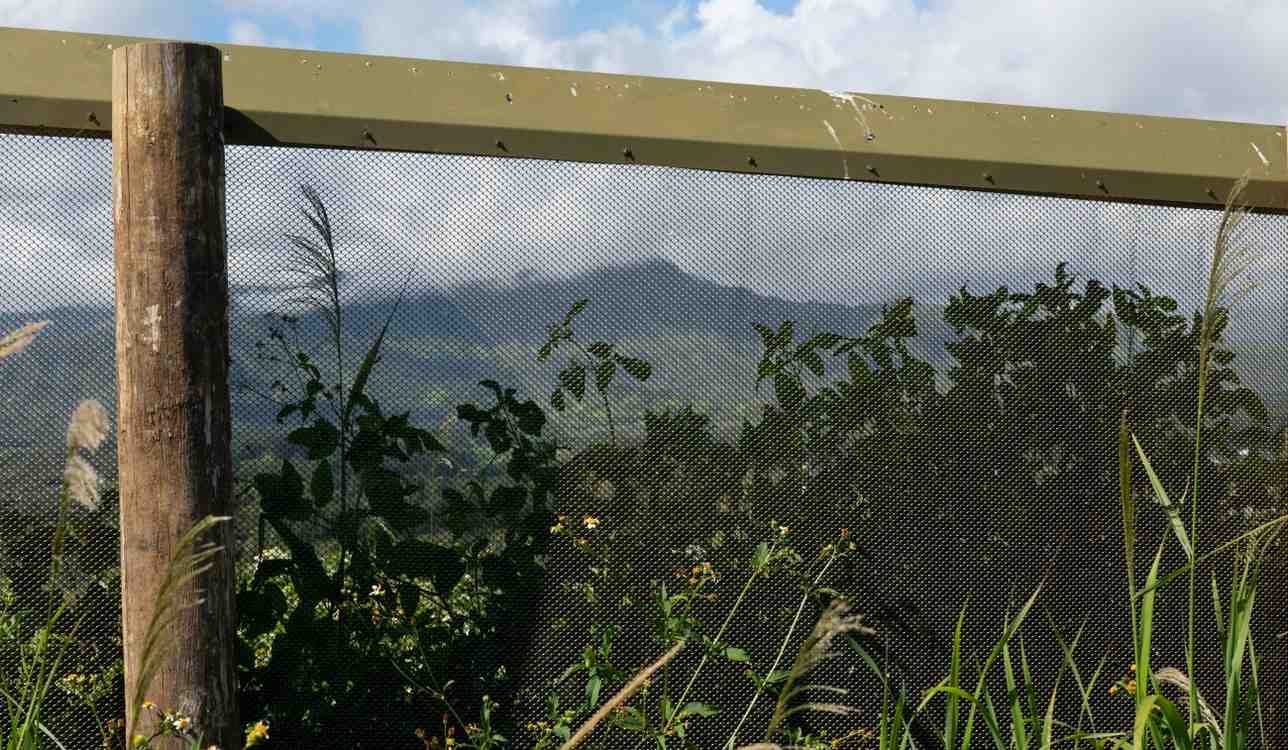 Kauai's 2-Mile Fence Saves Endangered Seabirds From Extinction
