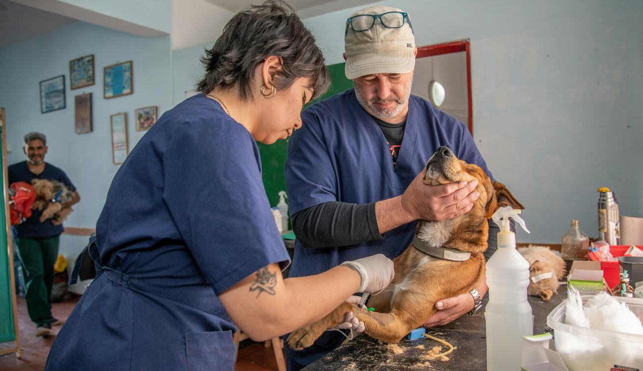 $250M Gift Expands Vet Care for 50 Million Pets