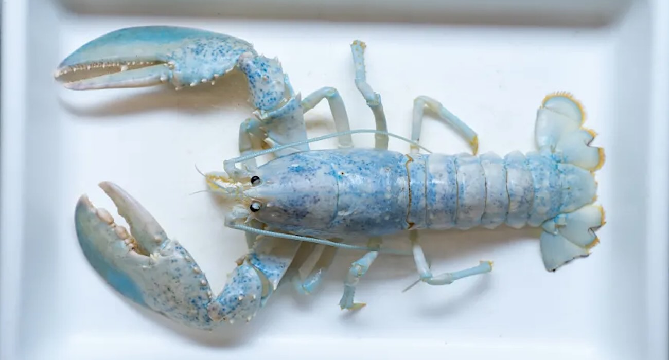 Ghost Lobster Helps Scientists Solve Color Mystery