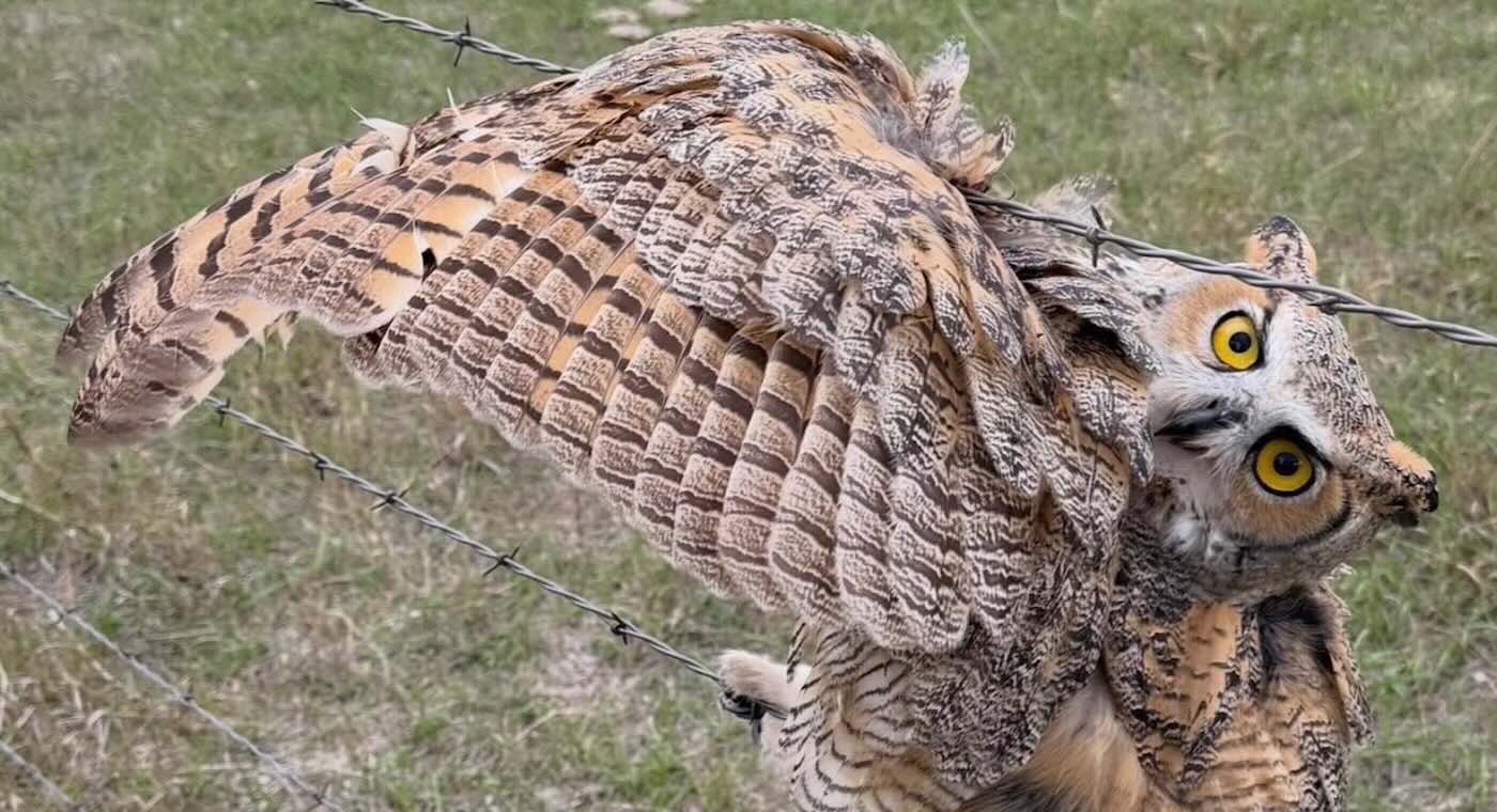 South Dakota Neighbors Rescue Owl From Barbed Wire