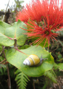 New Tool Helps Save Endangered Species Across Pacific