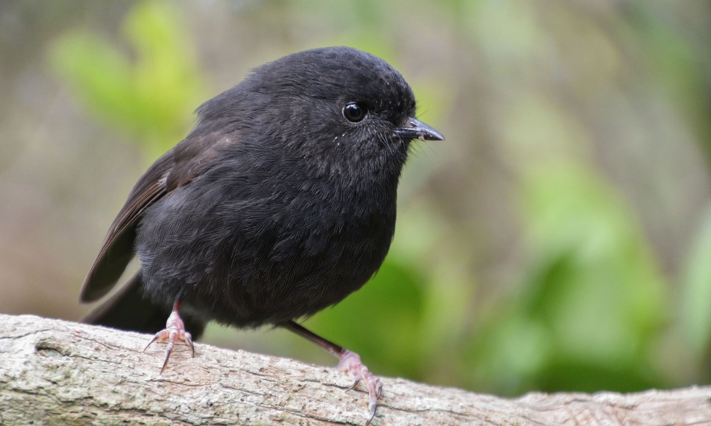Black Robin Bounces Back from 5 Birds to 350 in NZ