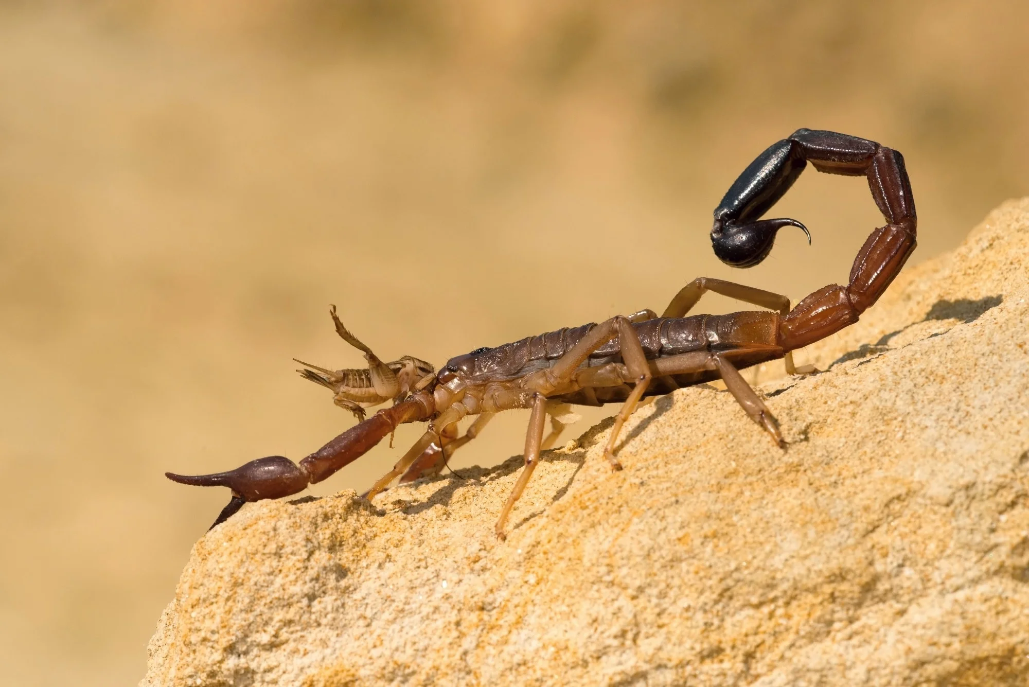 Scorpion Venom Peptides Show Promise for Liver Disease