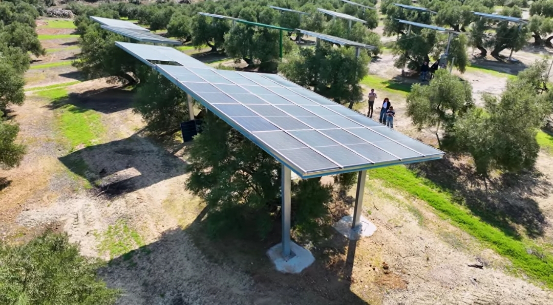 Elevated solar panels mounted on tall structures above green olive trees in Spanish grove