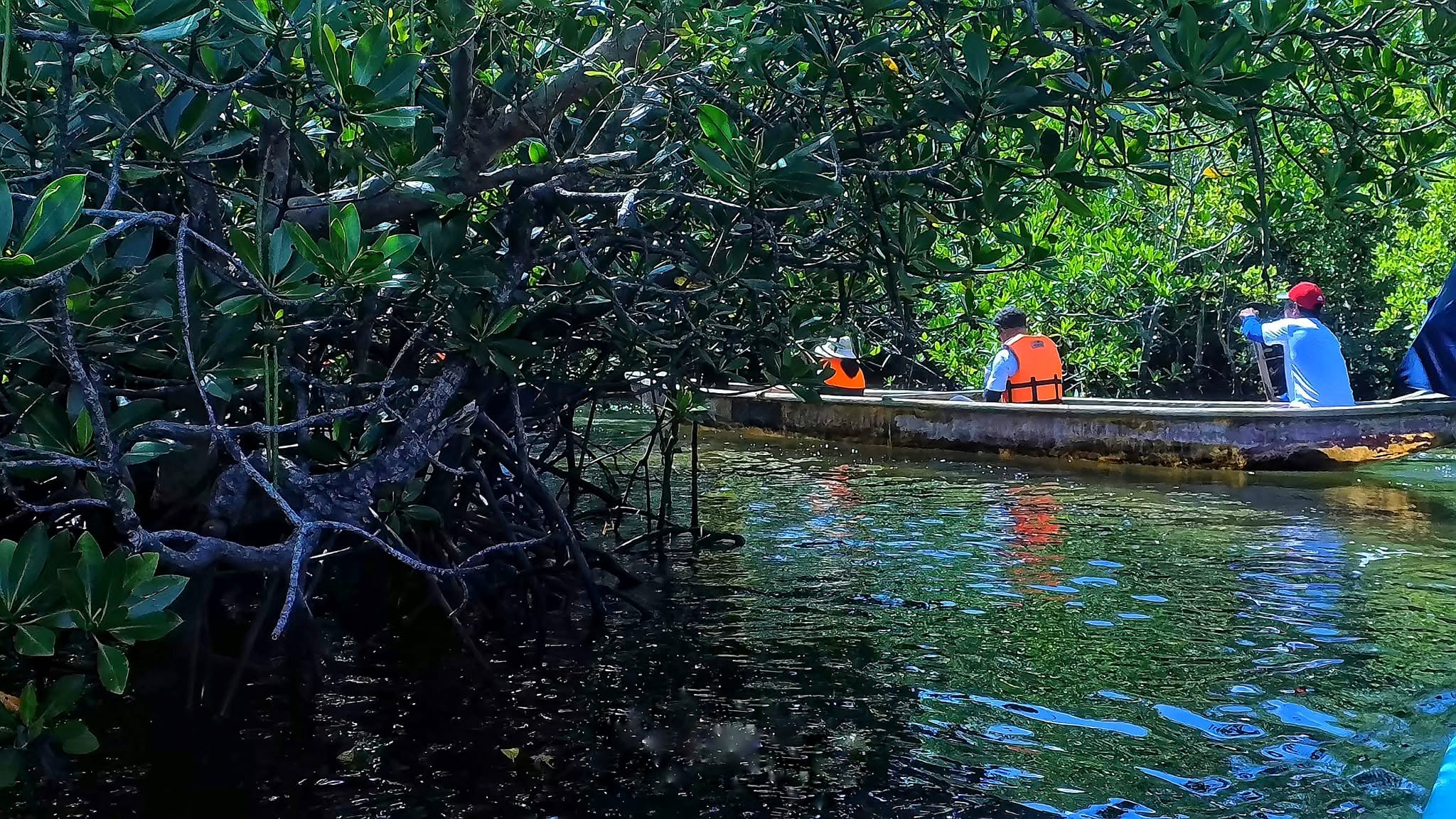 Philippine Town Restores 1,000 Acres of Mangrove Forest