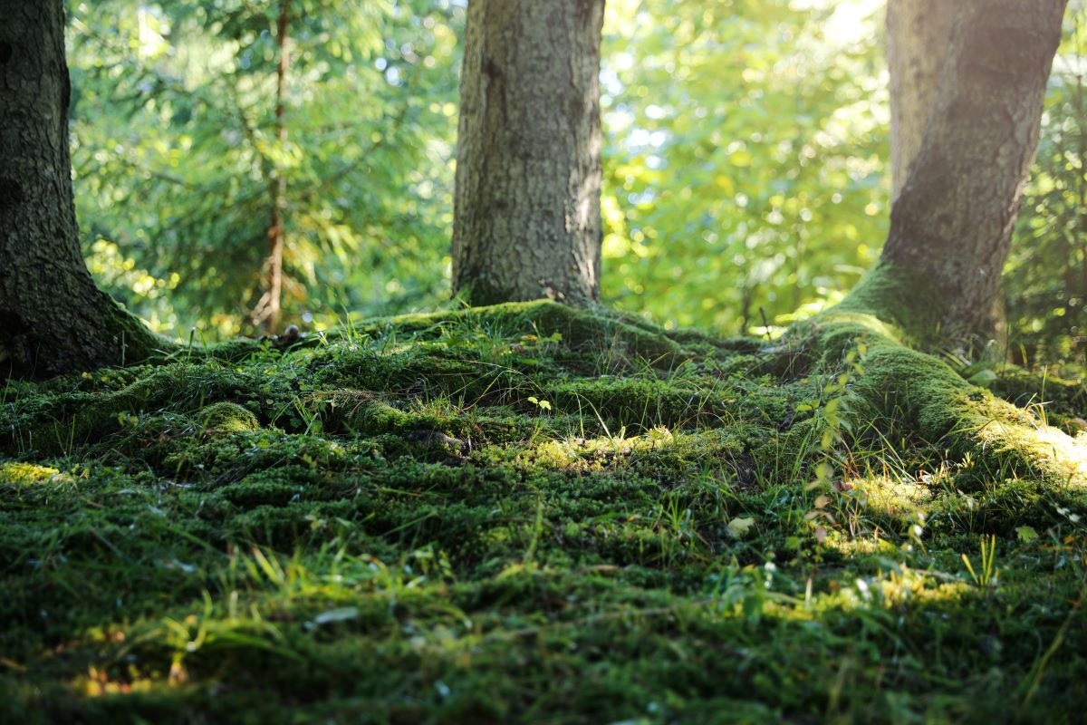 Scottish Fungi Pellets Boost Tree Survival to 97%