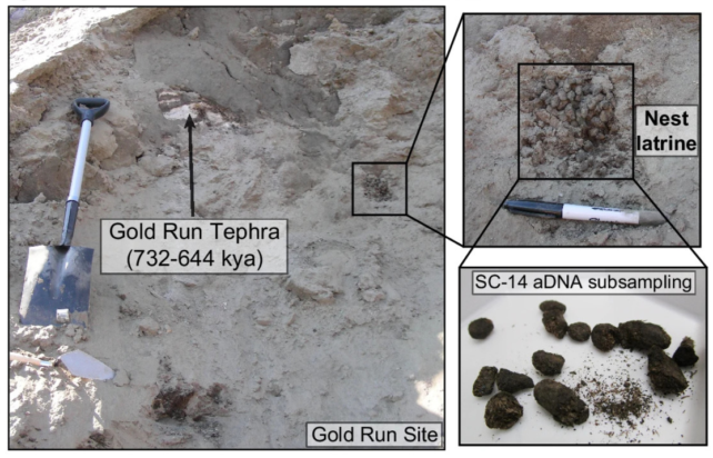 Ancient Squirrel Poop Preserves 700,000 Years of DNA - Image 5