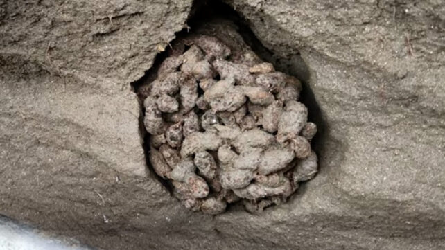 Ancient Squirrel Poop Preserves 700,000 Years of DNA - Image 2