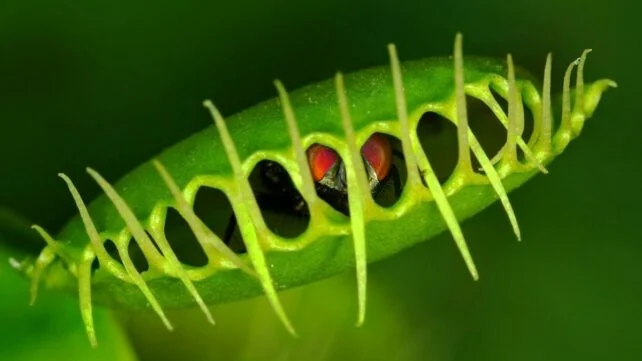 Scientists Crack Mystery of Speedy Venus Flytrap - Image 2
